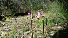 Primula tetrandra