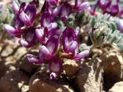Astragalus vesiculosus