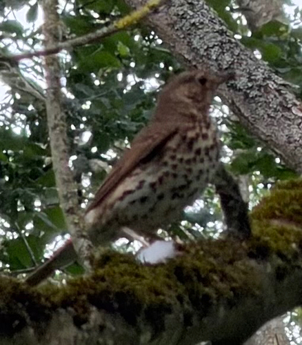 Song Thrush