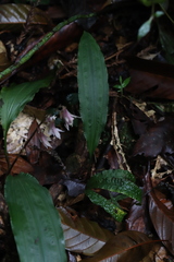 Cremastra appendiculata