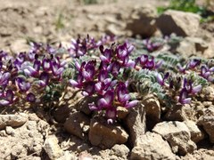 Astragalus vesiculosus