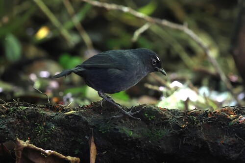 Sumatran Shortwing (Brachypteryx saturata)