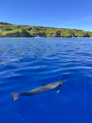 Spinner Dolphin