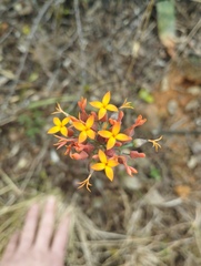 Kalanchoe rotundifolia, photograph author not stated, no rights reserved