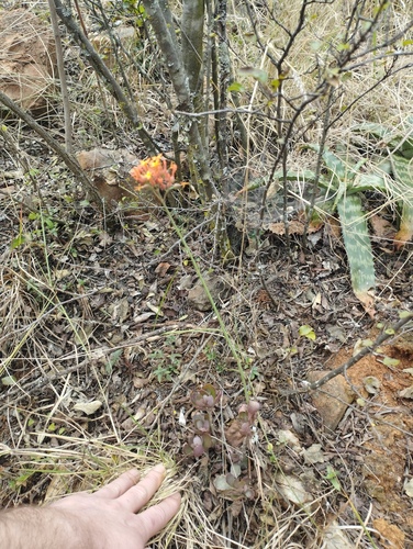 Kalanchoe rotundifolia, photograph 6