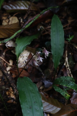 Cremastra appendiculata