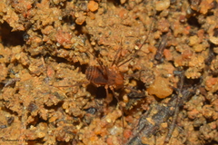 Assamiidae