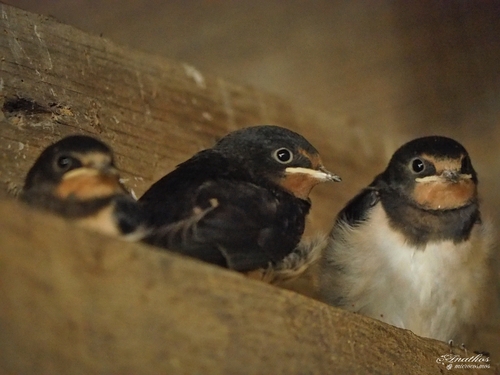 Barn Swallow