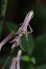 Cremastra appendiculata