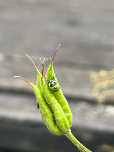 Green Shield Bug