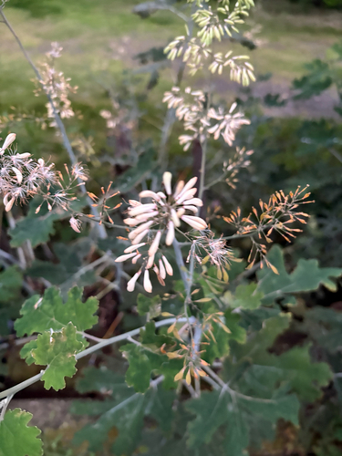 Plume Poppy