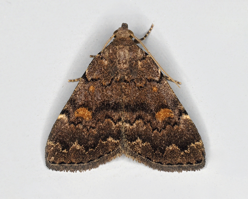 Common Idia Moth