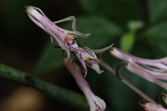 Cremastra appendiculata