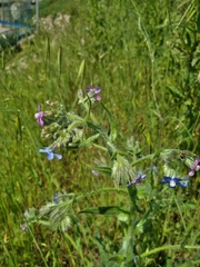 Anchusa azurea