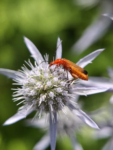 Common Red Soldier Beetle
