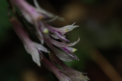 Cremastra appendiculata