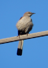 Mimus polyglottos