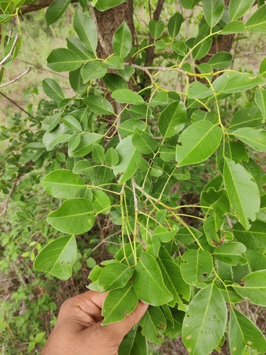 Pterocarpus marsupium observed 2026-06-28