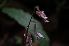 Cremastra appendiculata