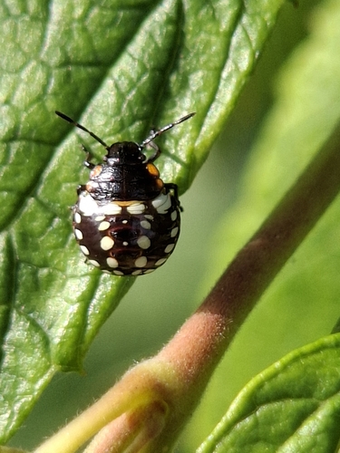 Southern Green Stink Bug