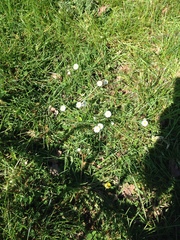Bellis perennis
