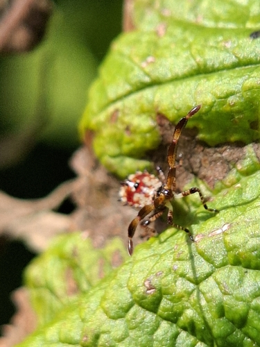 Dock Bug