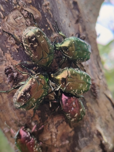 Oriental Flower Beetle