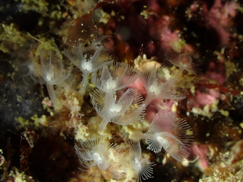 Phoronis hippocrepia observed 2026-06-19
