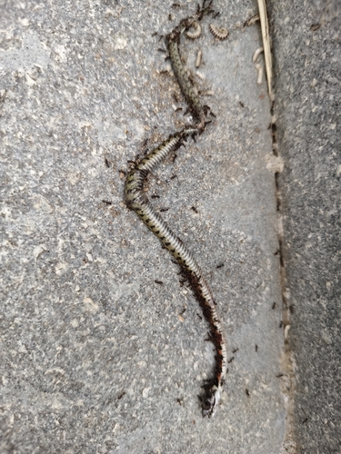 Chinese Tiger Keelback
