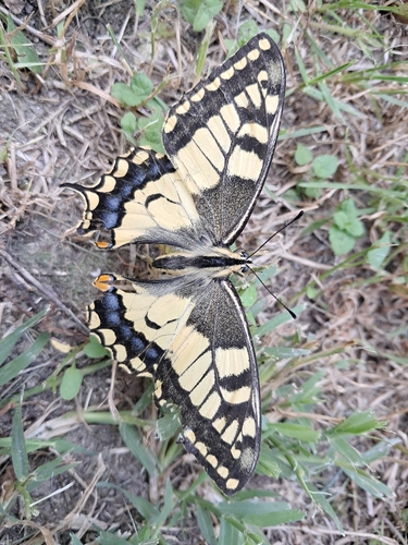 Old World Swallowtail