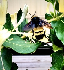 Bombus pensylvanicus image