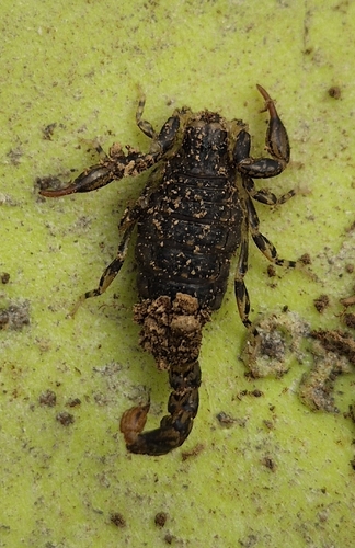 Forest Scorpion