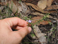 Westringia eremicola, photograph (c) Lucas Christofides, some rights reserved (CC BY)