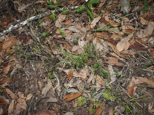 Westringia eremicola, photograph 6