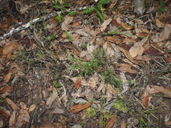 Westringia eremicola, photograph (c) Lucas Christofides, some rights reserved (CC BY)