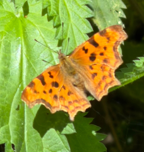 European Comma