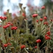 Pixie Cup Lichens - Photo (c) Ilja Klutman, some rights reserved (CC BY-NC-SA)