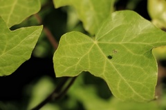 Hedera helix