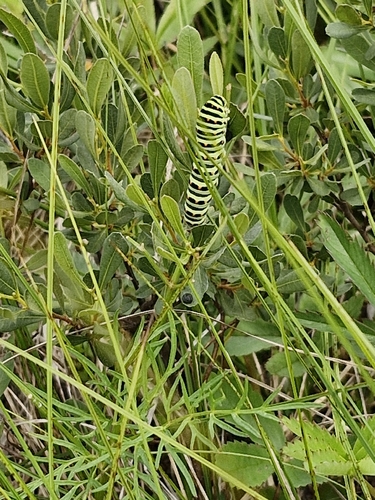 Old World Swallowtail