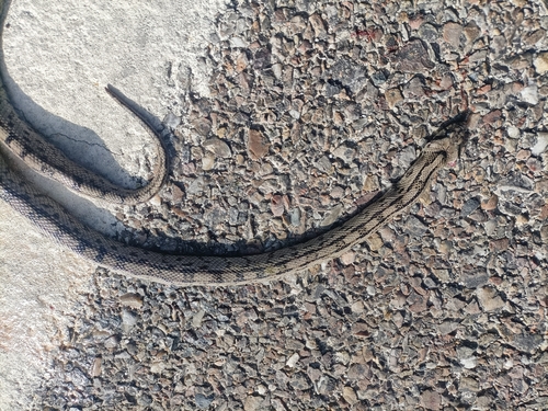 Ladder Snake