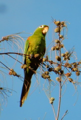 Psittacara chloropterus