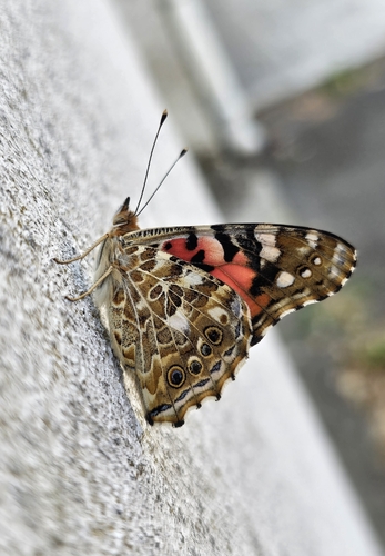 Painted Lady