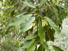Purple and White Variegated Maple (Acer albopurpurascens)