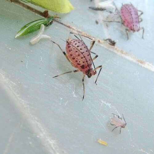 Megourella purpurea