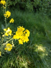 Brassica napus