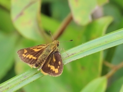 Potanthus pseudomaesa