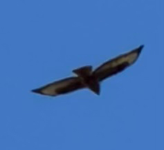 Common Buzzard
