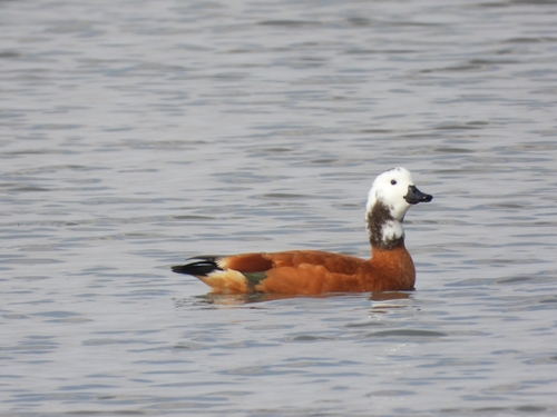 iNaturalist image