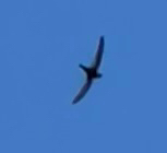 Common Swift