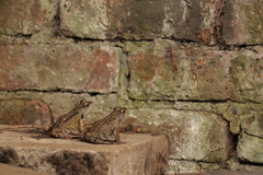 Rana temporaria